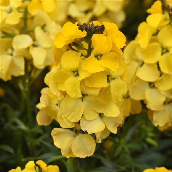 Erysimum Brightside™ Bright Yellow - Bloom