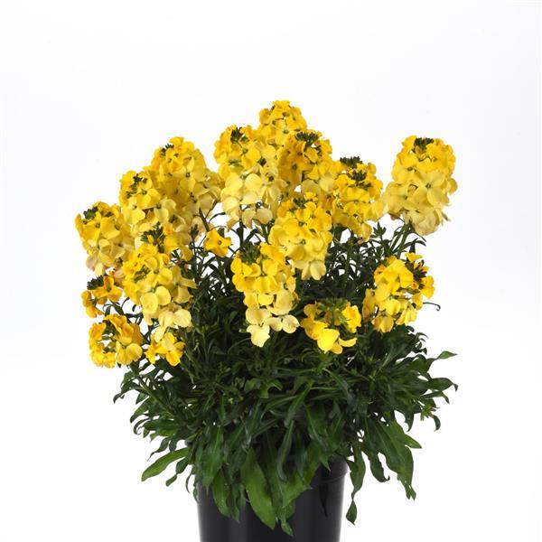Erysimum Brightside™ Bright Yellow - Container