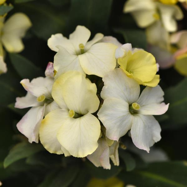 Erysimum Brightside™ Lemon Glow - Bloom