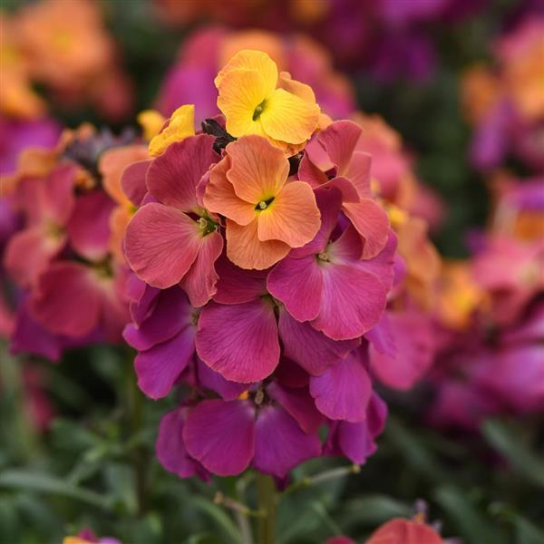 Erysimum Brightside™ Magenta Glow - Bloom