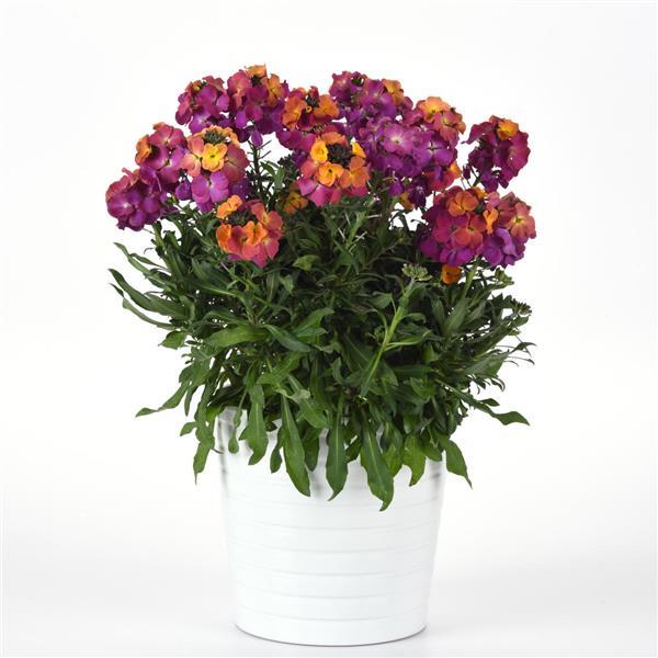 Erysimum Brightside™ Magenta Glow - Container