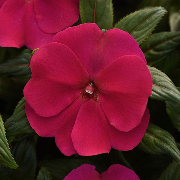 ImPower™ Purple Blue New Guinea Impatiens - Bloom
