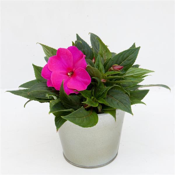 ImPower™ Purple Blue New Guinea Impatiens - Container
