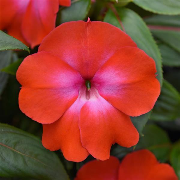 ImPower™ Cerise Frost New Guinea Impatiens - Bloom