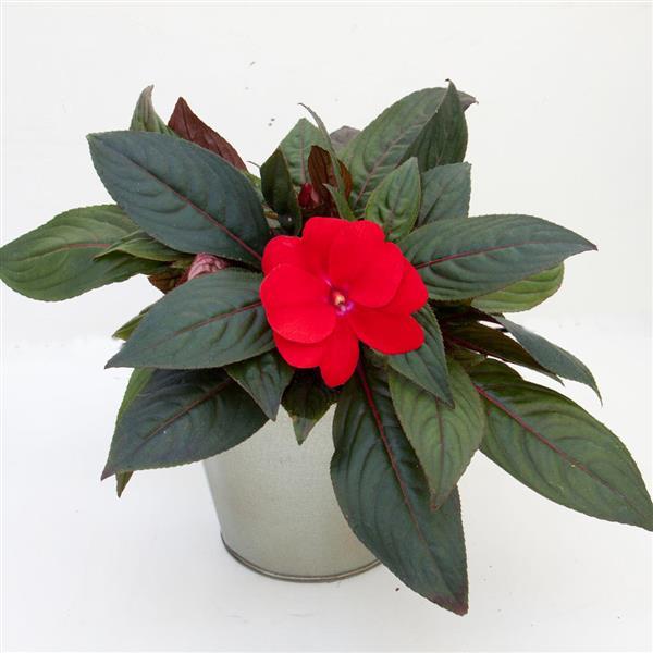 ImPower™ Dark Red New Guinea Impatiens - Container