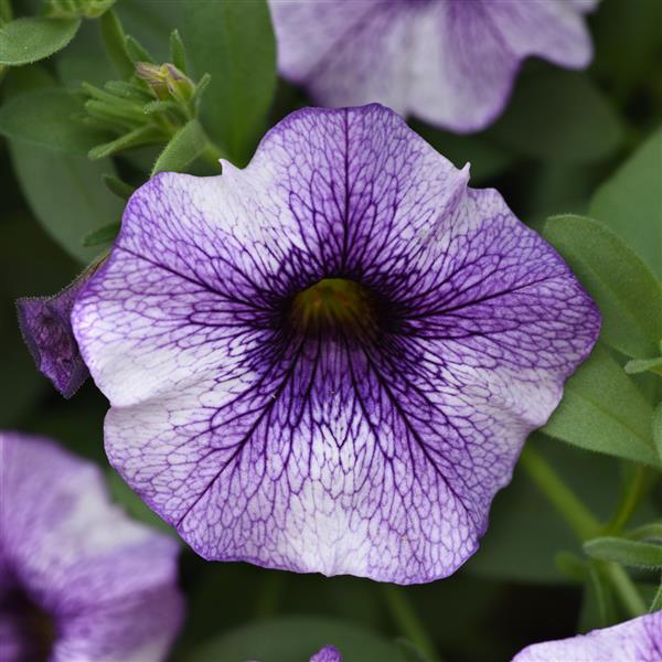 EnViva™ Blue Vein Petchoa - Bloom