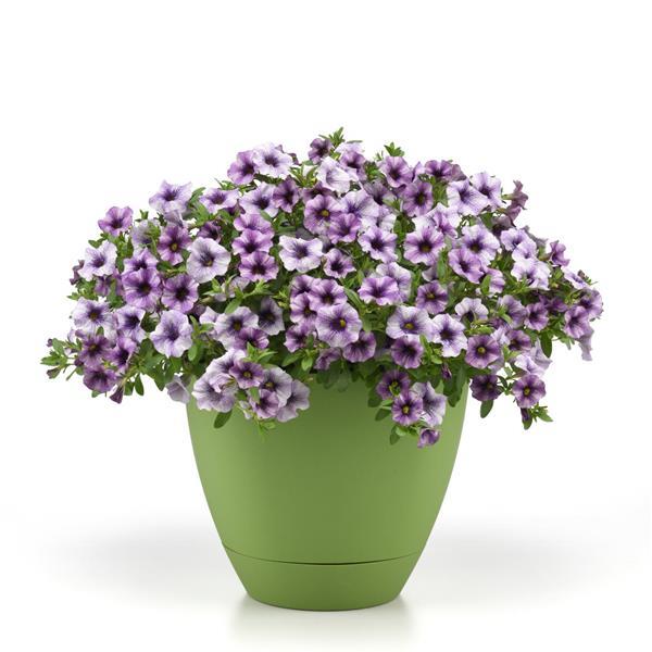 EnViva™ Blue Vein Petchoa - Container
