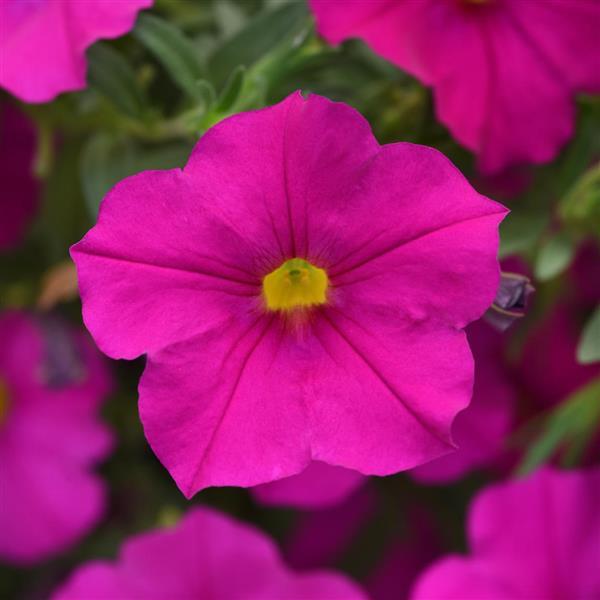 EnViva™ Pink Petchoa - Bloom