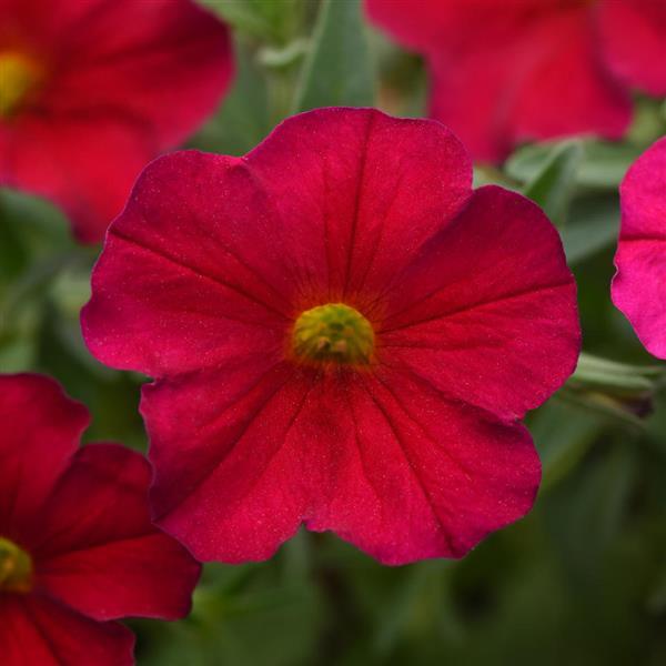 EnViva™ Red Petchoa - Bloom