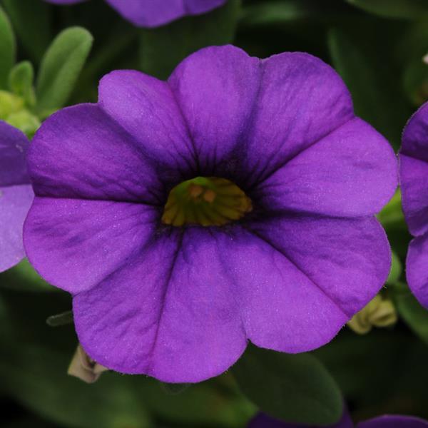MiniFamous® Neo Blue Calibrachoa - Bloom