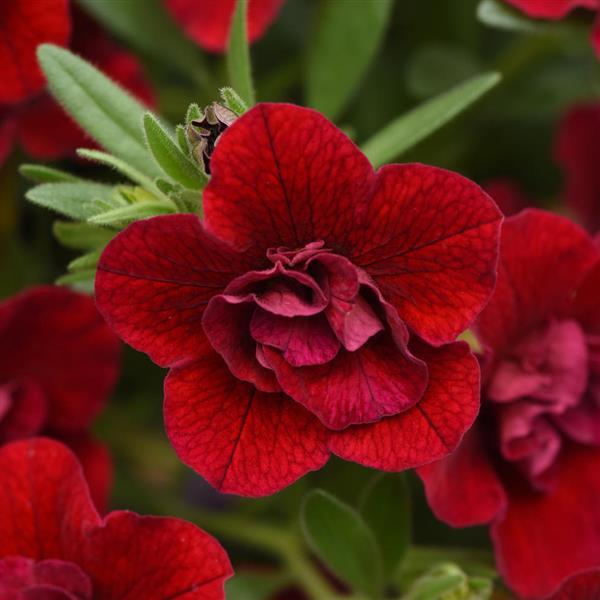 MiniFamous® Neo Double Red Calibrachoa - Bloom