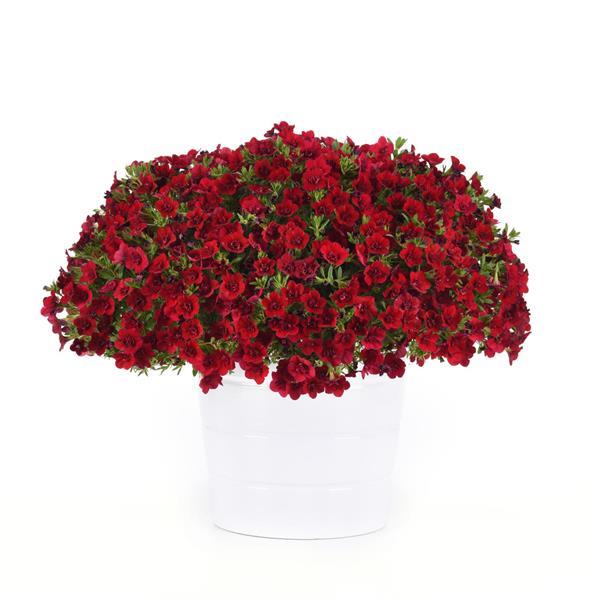 MiniFamous® Neo Double Red Calibrachoa - Container