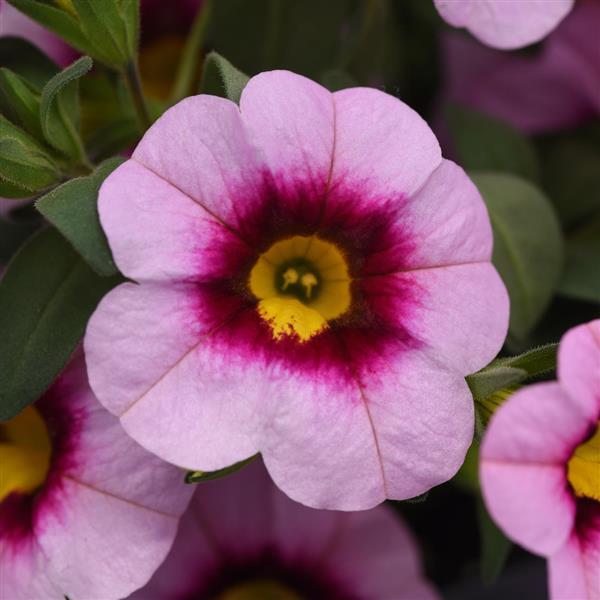 MiniFamous® Neo Light Pink+Eye Calibrachoa - Bloom
