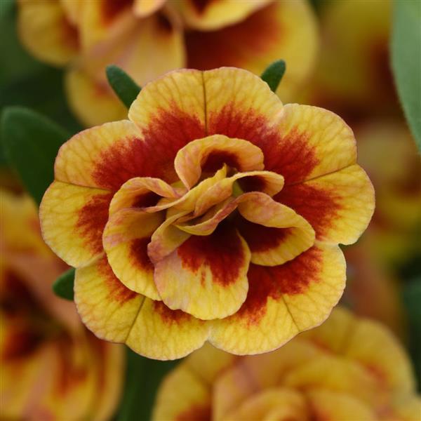 MiniFamous® Neo Double OrangeTastic Calibrachoa - Bloom