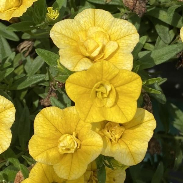 MiniFamous® Neo Double Deep Yellow 27 Calibrachoa - Bloom