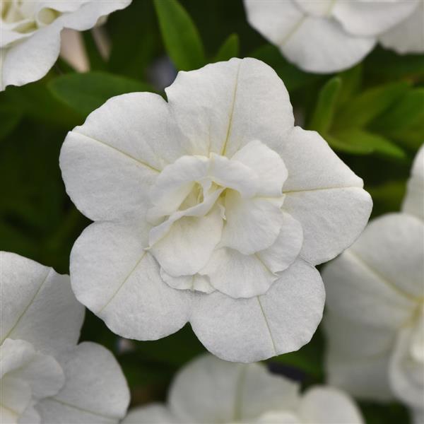 MiniFamous® Uno Double White Calibrachoa - Bloom