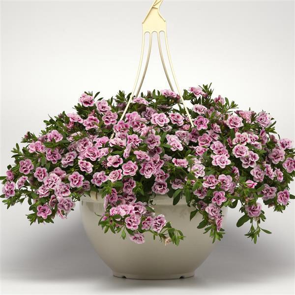 MiniFamous® Uno Double PinkTastic Calibrachoa - Basket