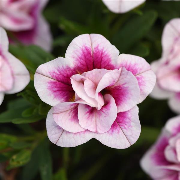 MiniFamous® Uno Double PinkTastic Calibrachoa - Bloom
