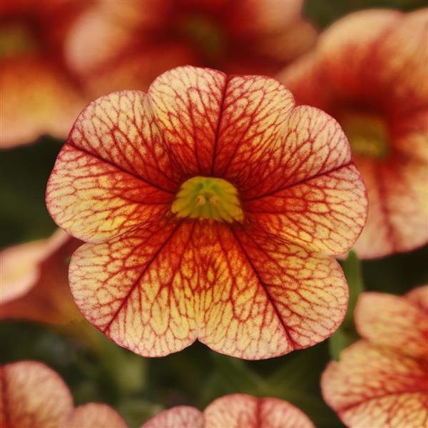 MiniFamous® Uno Orange+Red Vein Calibrachoa - Bloom