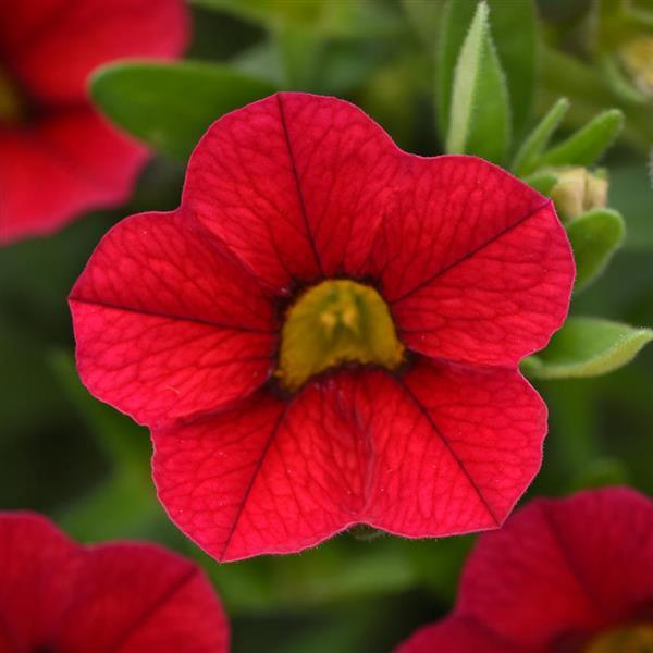 MiniFamous® Uno Red 27 Calibrachoa - Bloom