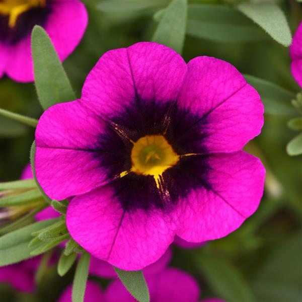 MiniFamous® Uno Purple Strike Calibrachoa - Bloom
