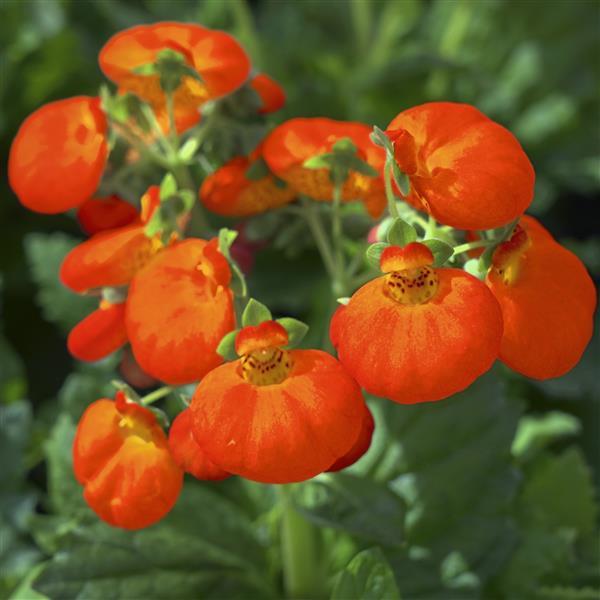 Calynopsis™ Orange Calceolaria - Bloom