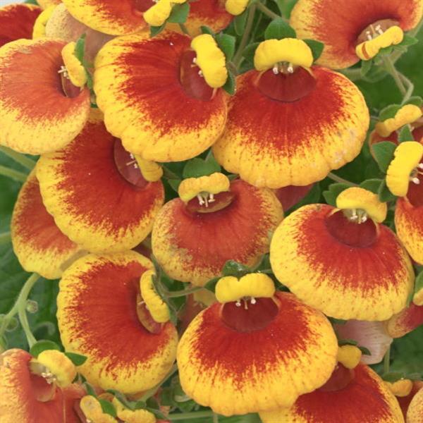 Calynopsis™ Red+Yellow Eye 27 Calceolaria - Bloom