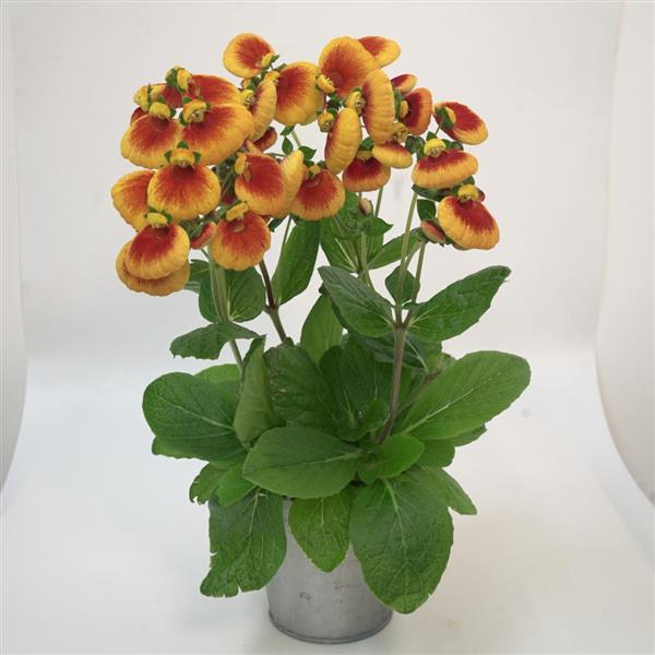 Calynopsis™ Red+Yellow Eye 27 Calceolaria - Container