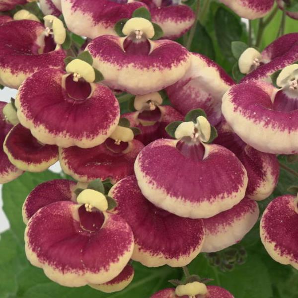Calynopsis™ Ruby+Eye Calceolaria - Bloom