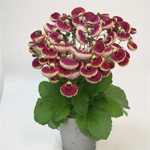 Calynopsis™ Ruby+Eye Calceolaria - Container