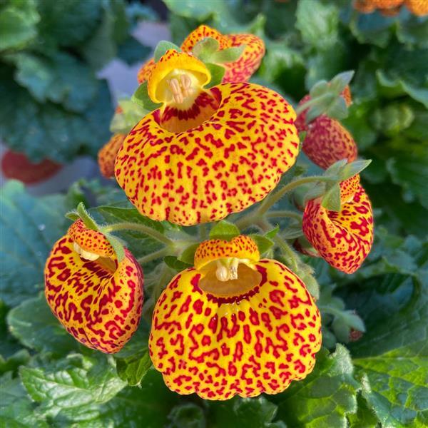 Calynopsis™ Yellow Leopard Calceolaria - Bloom