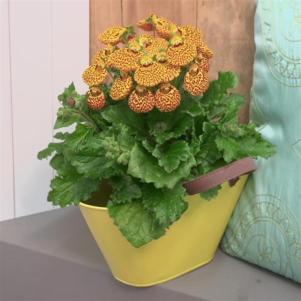 Calynopsis™ Yellow Leopard Calceolaria - Container