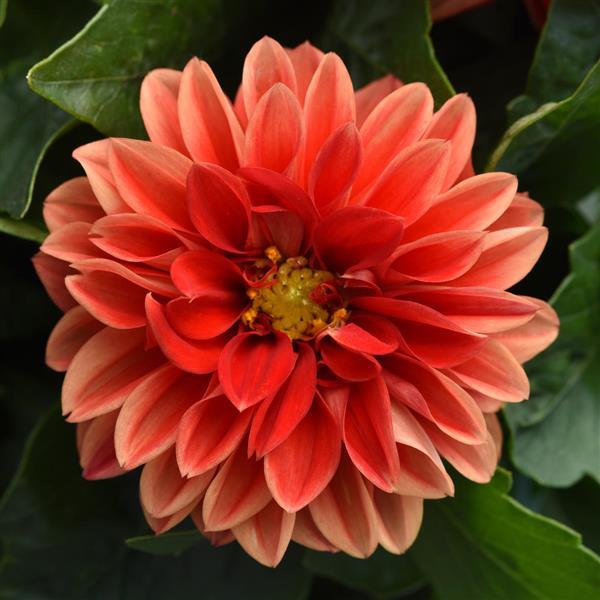 Dahlietta® Anna Dahlia - Bloom