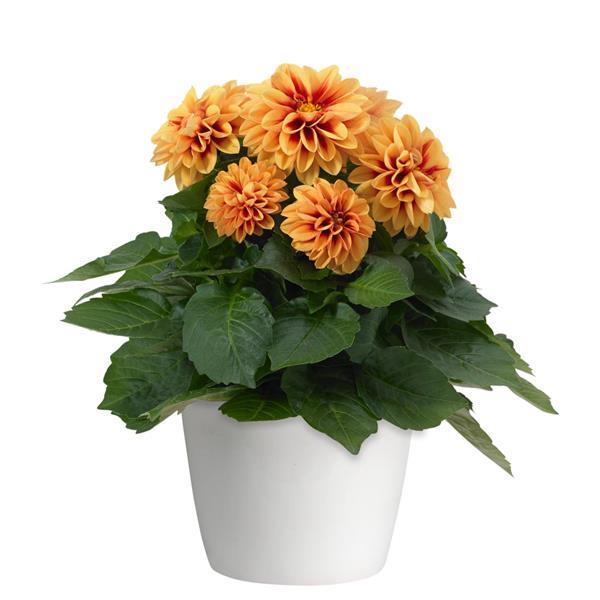 Dahlietta® Candy Dahlia - Container
