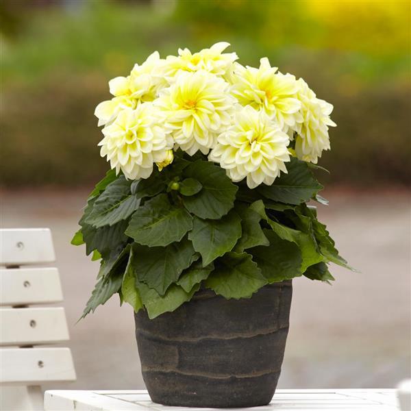 Dahlietta® Shirley Dahlia - Container
