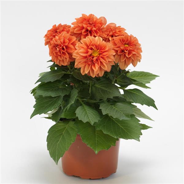 Dahlietta® Rachel Dahlia - Container