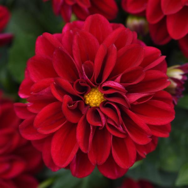Dahlietta® Patty Dahlia - Bloom