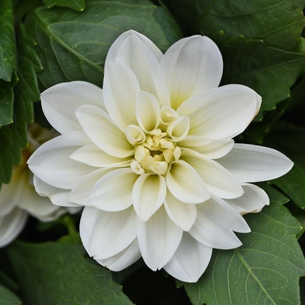 Dahlietta® Blanca 27 Dahlia - Bloom