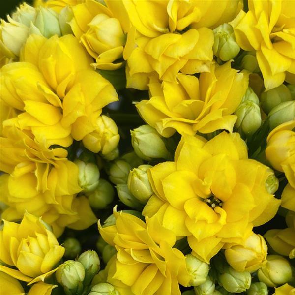 Mandala® Double Yellow Kalanchoe - Bloom