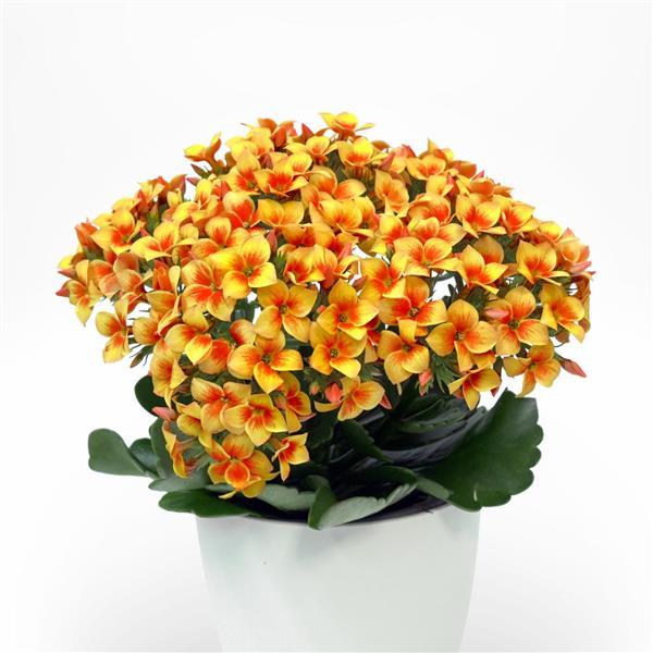 Mandala® Apricot Iris Kalanchoe - Container