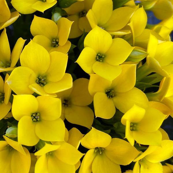 Mandala® Yellow 27 Kalanchoe - Bloom
