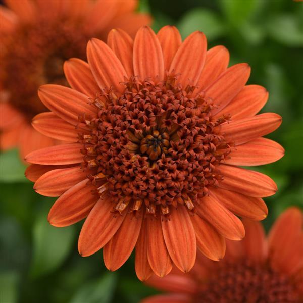 4D™ Orange Osteospermum - Bloom