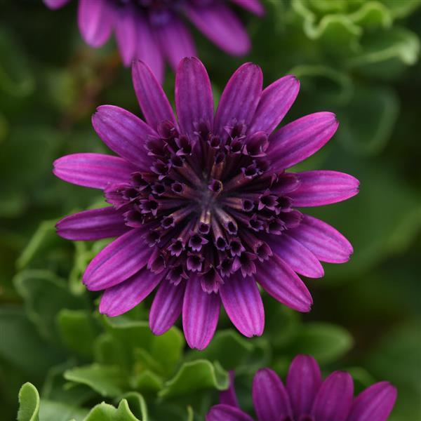 4D™ Purple 27 Osteospermum - Bloom
