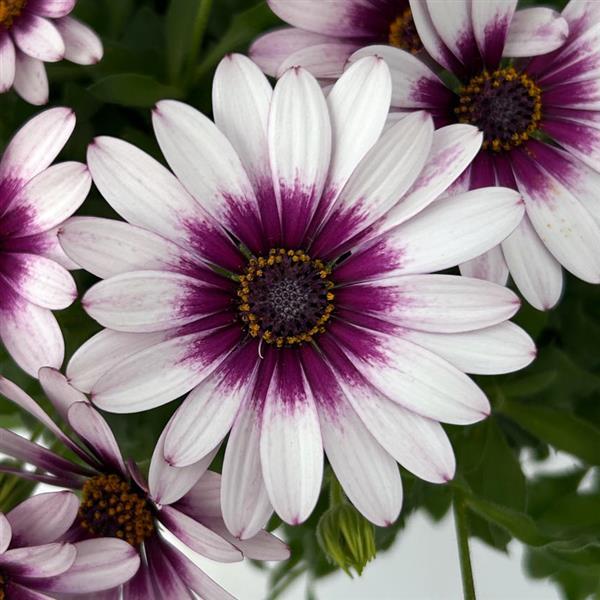 FlowerPower™ Compact White Amethyst Osteospermum - Bloom