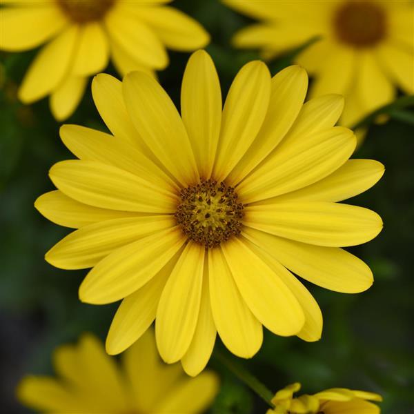FlowerPower™ Compact Yellow 26 Osteospermum - Bloom