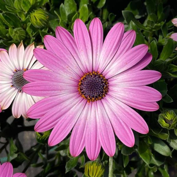 FlowerPower™ Compact Pink+Eye 27 Osteospermum - Bloom