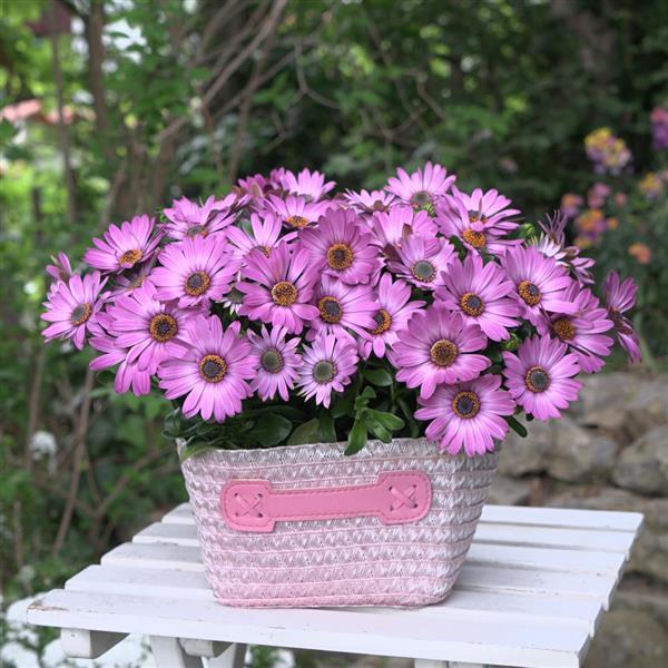 FlowerPower™ Compact Pink+Eye 27 Osteospermum - Container