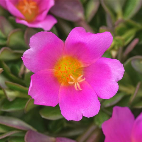 PortoGrande™ Pink Portulaca - Bloom