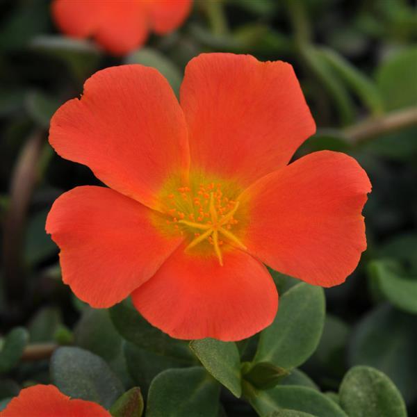 PortoGrande™ Orange 26 Portulaca - Bloom