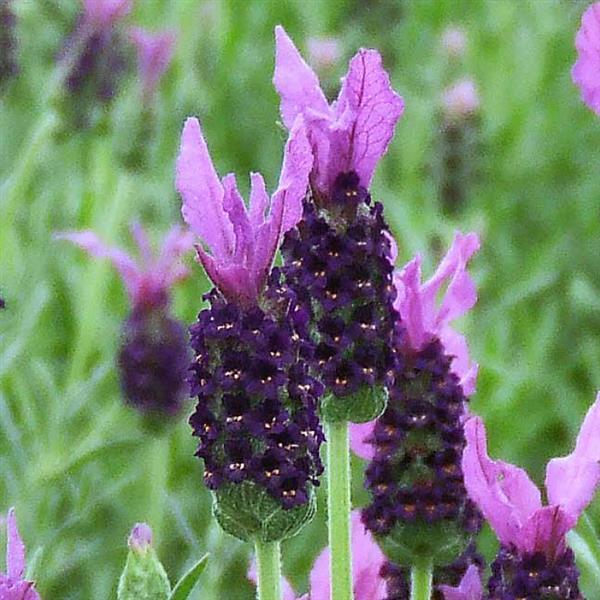 Lavender LaVela™ Dark Violet - Bloom